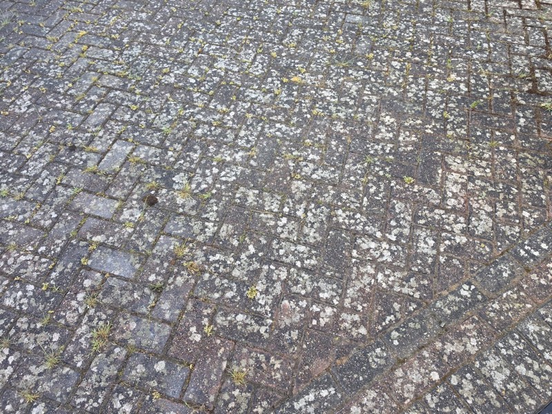 Old block paving covered in moss and weeds before clearance by Green Leaf Landscape Services